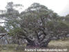 Alpine NP - Ancient Snow Gum Tree